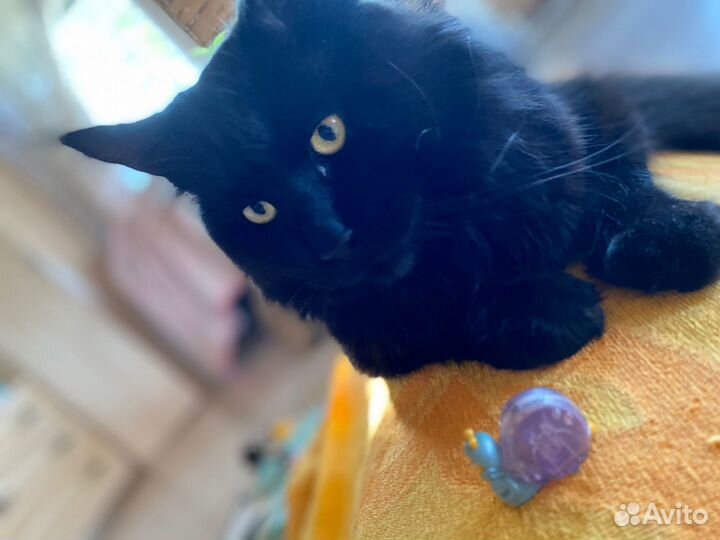 Отдам кота в добрые руки