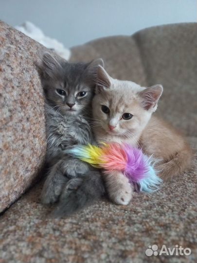 Котята в любящие руки