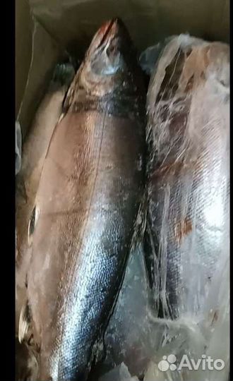 Вишнёвый лосось (сима)