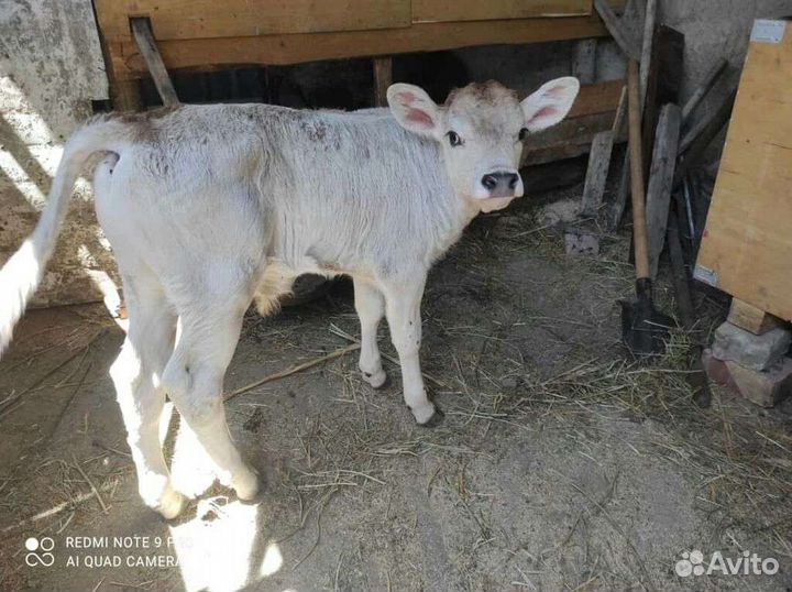 Телята Швицкой породы с доставкой
