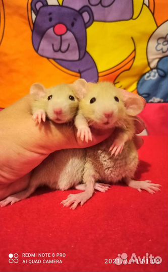 Крысята редкого окраса, Дамбо