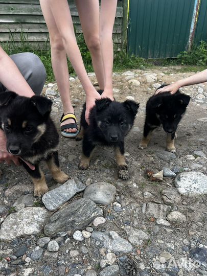 Отдам в добрые руки