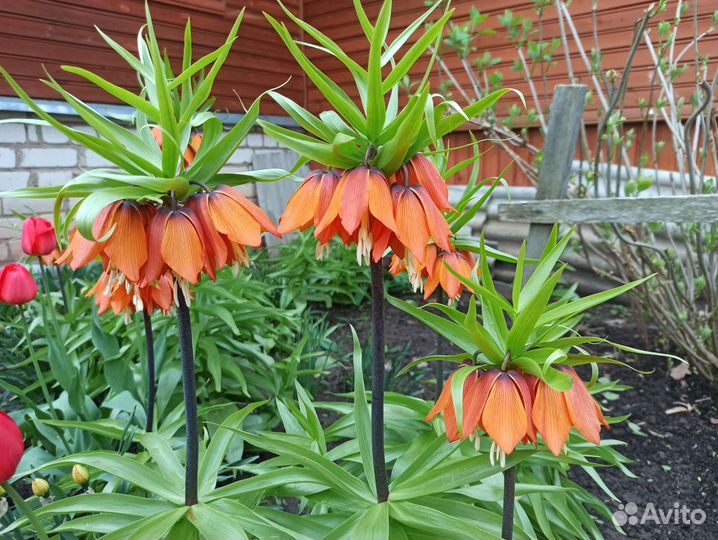 Рябчик императорский