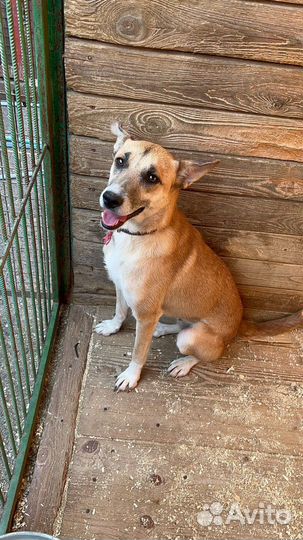 Собака Шейла молодая девочка в дар