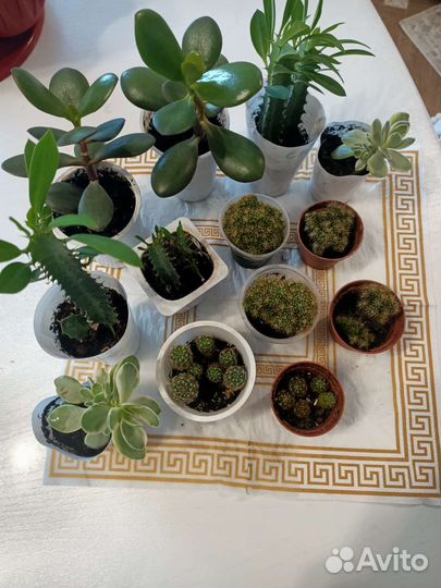 Кактусы и суккуленты