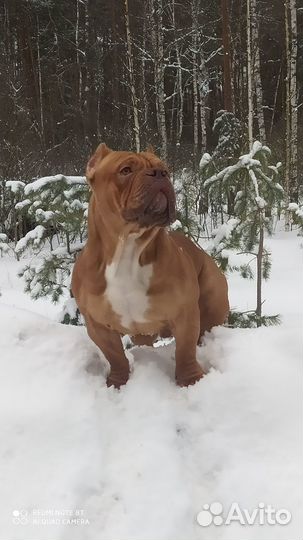 Американский булли покет вязка