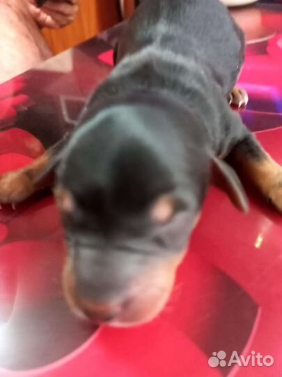 Щенки таксы