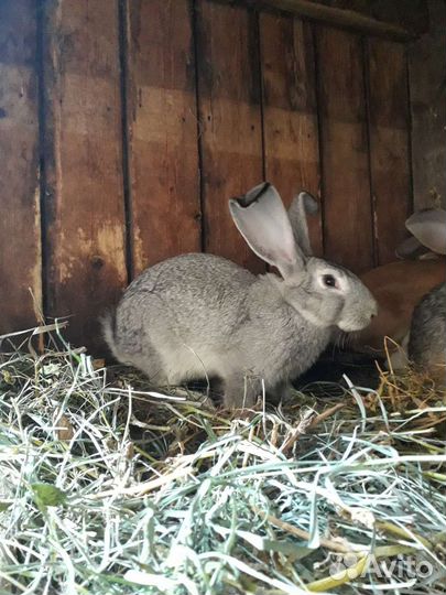 Кролики виликаны