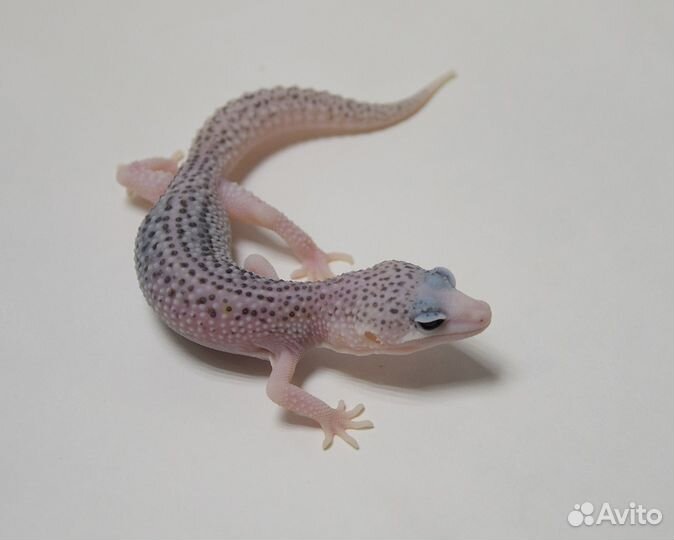 Эублефар Total Eclipse самец