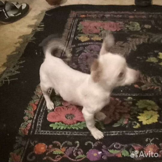 Щенки чихуахуа