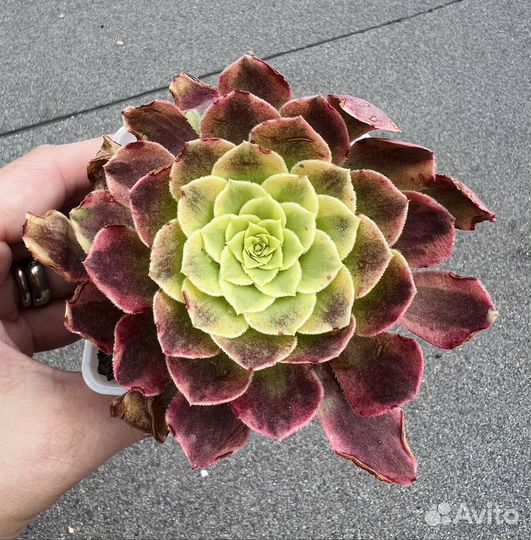 Редкие эониумы