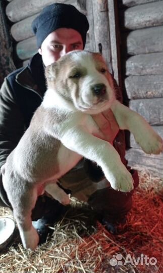 Продаются щенок Алабая. Все вопросы по телефону