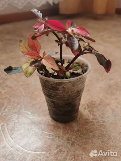 Альтернатера