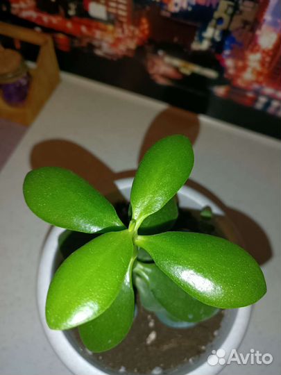 Денежное дерево толстянка