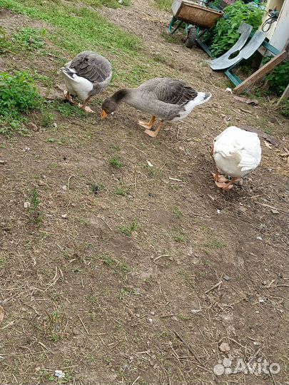 Домашние куриные яйца