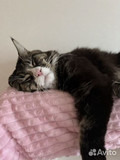 Мейн-кун вязка