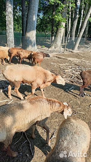 Овцы бараны курдючные, Дойные коров бычки телят