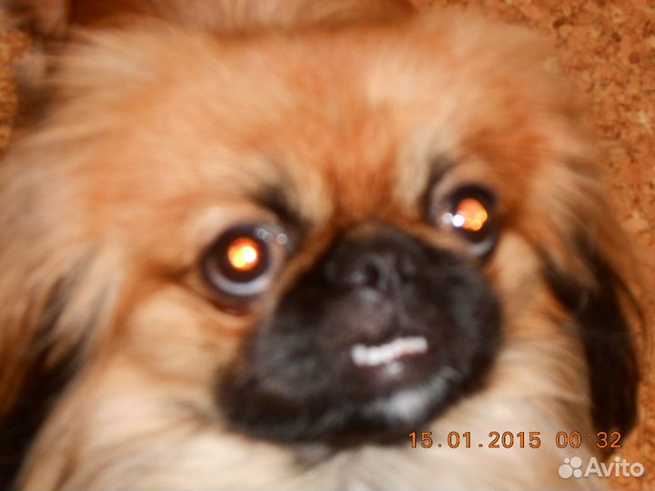 Пекинес для вязки