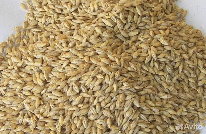 Зерно ячмень