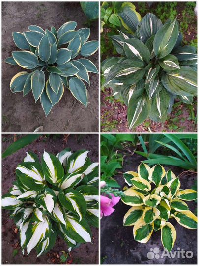 Сортовая Хоста объявление №1