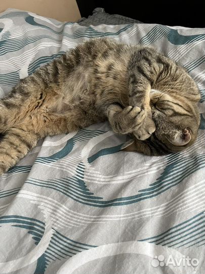 Шотландская кошка