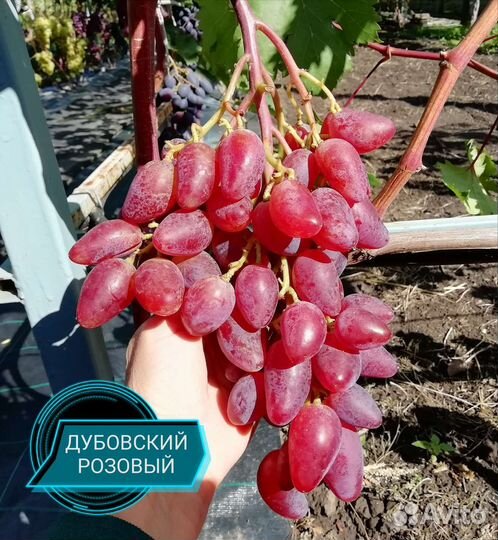 Саженцы виноград окс