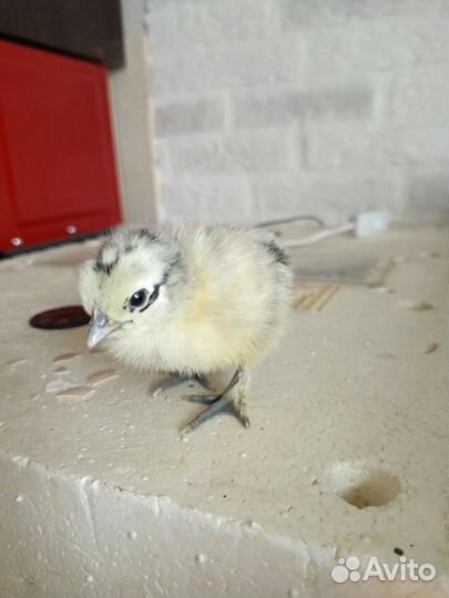 Цыплёнок 10.04.24