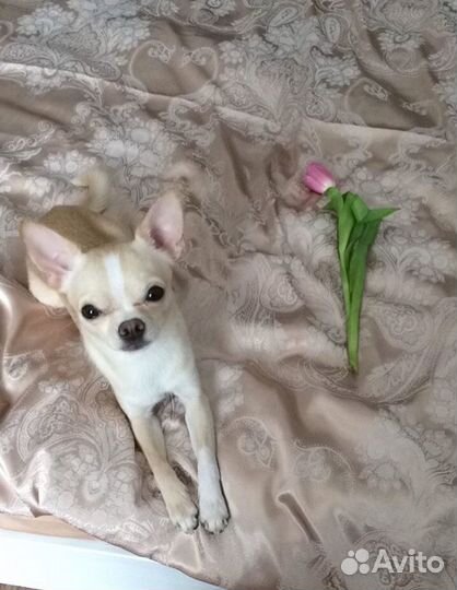 Вязка мальчик