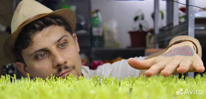 Семена для микрозелени/ Гарантия всхода