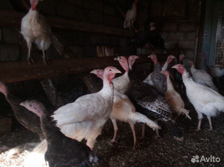 Подрощенные Индюки