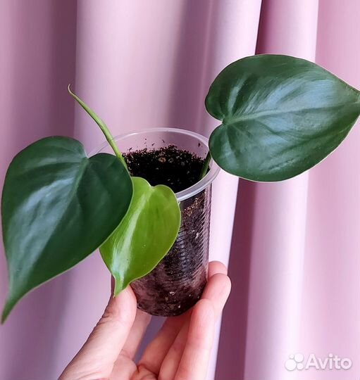 Сциндапсус, филодендрон