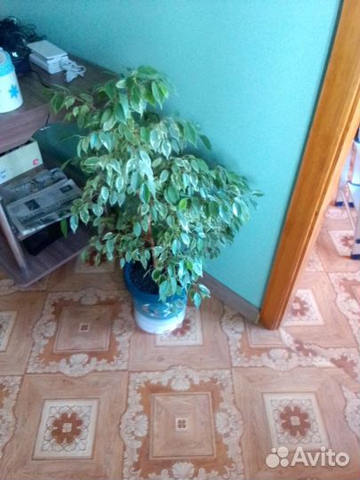 Фикус бенджамина и диффинбахия