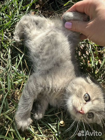 Котеноки Скоттиш-фолд шотландские веслоухие