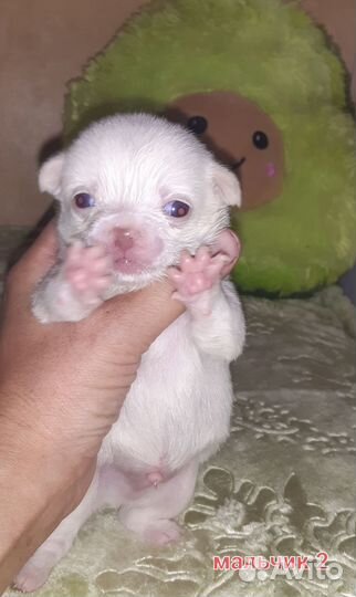 Мальчики мини, длинношёрстные, редкие окрасы