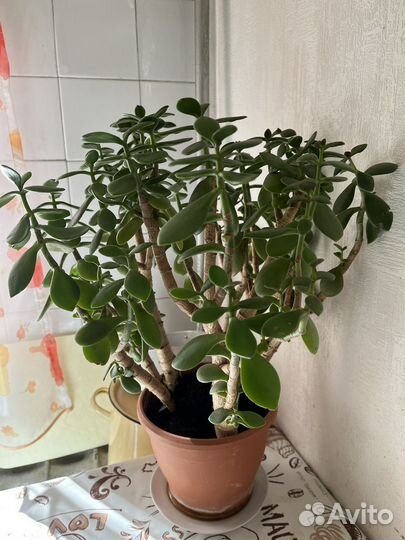 Толстянка или денежное дерево