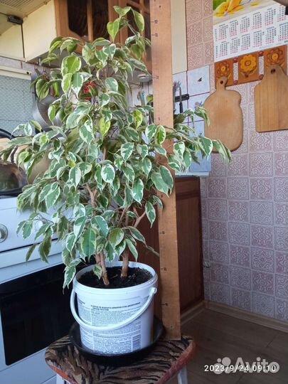 Фикус бенджамина пестролистный большой