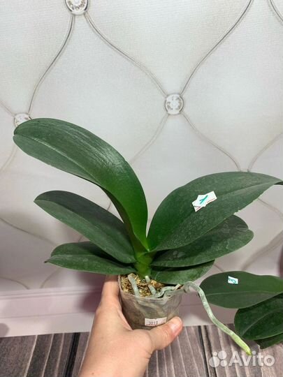 Орхидея Zeus фаленопсис