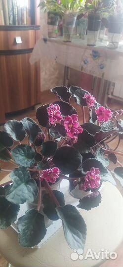 Сортовые фиалки