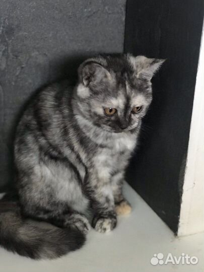 Котёнок девочка шотландка