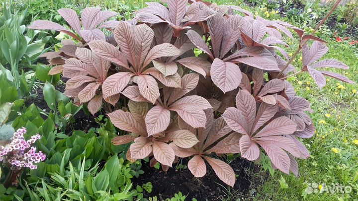 Редкие и шикарные многолетники для сада Самовывоз