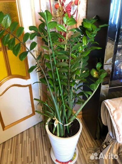 Замиокулькас долларовое дерево