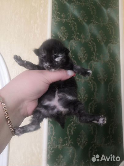 Котята мейн-кун