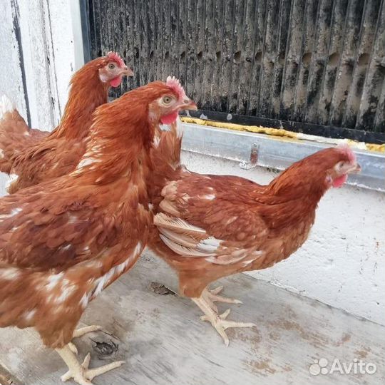 Куры несушки с доставкой