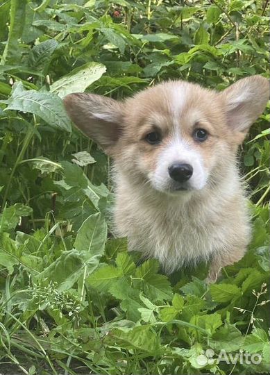 Щенки вельш корги