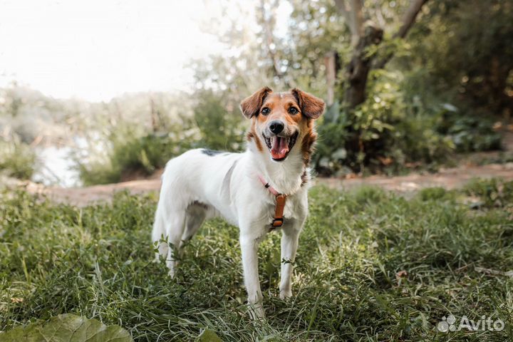 Метис Джек-рассел-терьера