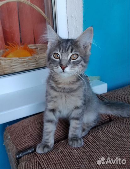 Милый котик ищет дом