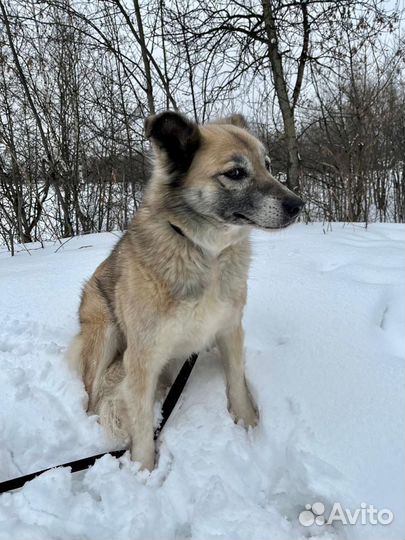 Собачка ждёт свою семью