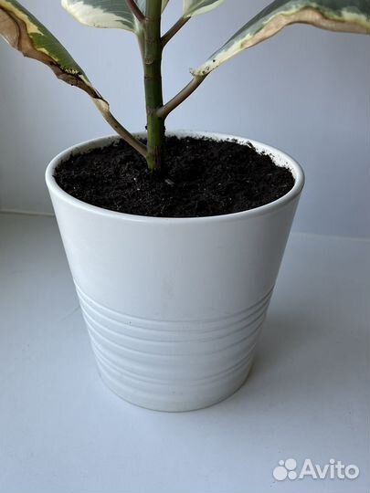 Фикус эластика тинеке (читайте описание)