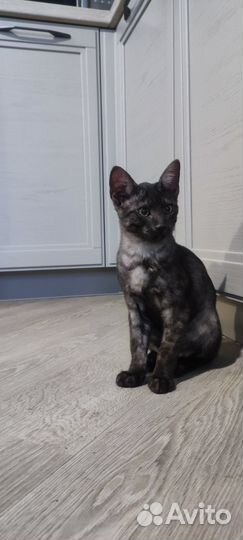 Египетская мау в окрасе дым