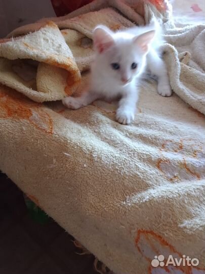 Котята в добрые руки бесплатно мальчик